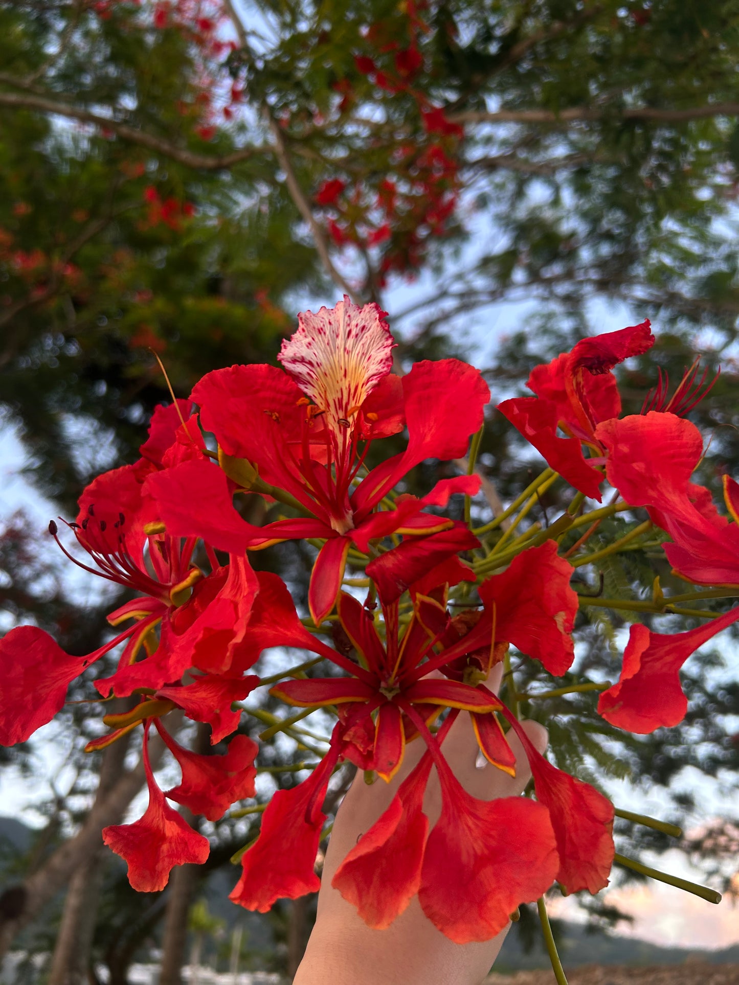 Flamboyán