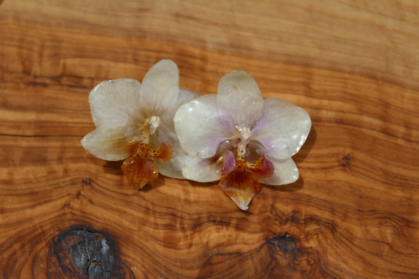 White Mini Phalaenopsis Earrings