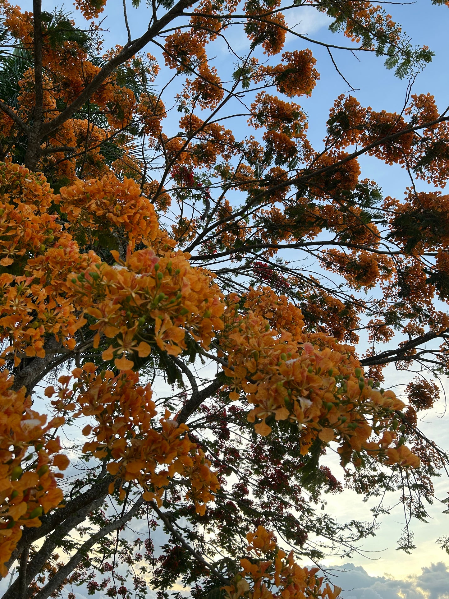 Flamboyán