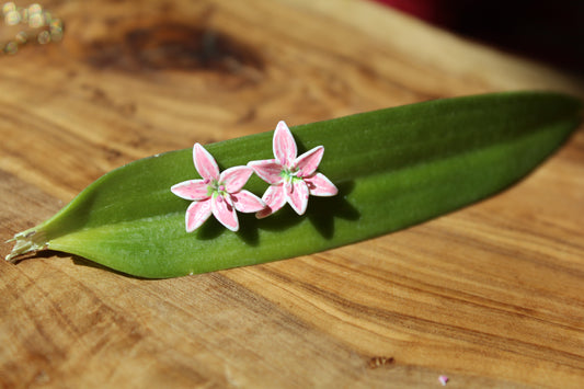 Tropical Lily